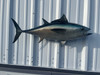 32" Blackfin Tuna Fish Mount - Side View