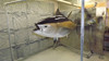 72" Bluefin Tuna 3D Fish Mount Replica - Suspension Mount