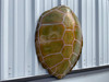 32 Inch Green Turtle Shell Half Mount - Left View