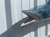 54-inch-wahoo-fish-mount-instock-head-teeth