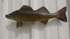 15 inch walleye fish mount