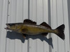 27 Inch Walleye Full Mount Fish Replica