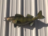 Walleye Fish Mount - 29" Two Sided Wall Mount Fish Replica