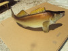 36" Walleye 3D Fish Mount Replica - Suspension Mount
