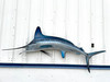 87 inch white marlin full mount fish replica