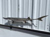 34 Inch Sturgeon Fish Mount Replica - Flank View