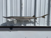 34 Inch Sturgeon Full Fish Mount - Side View