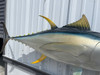 52 inch yellowfin tuna reproduction for sale