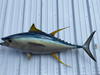 In Stock 55 Inch Yellowfin Tuna Full Fish Mount - Side View In Stock 55 Inch Yellowfin Tuna Full Fish Mount - Side View