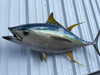 In Stock 55 Inch Yellowfin Tuna Full Wall Mount Replica - Head View In Stock 55 Inch Yellowfin Tuna Full Wall Mount Replica - Head View