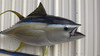 67 inch yellowfin tuna fish replica