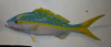 27" Yellowtail Snapper Half Mount Fish Replica