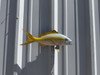 15 Inch Yellowtail Snapper Full Mount Fish Replica