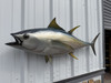 48 inch yellowfin tuna mount in stock