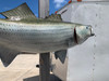 In Stock Striped Bass Fish Mount - Flank View