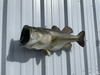 In Stock 27 Inch Largemouth Bass Fish Mount - Head View