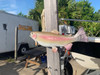 14 Inch Palomino Trout Fish Replica For Sale - Flank View