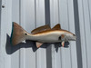 19 inch redfish half sided fish mount tail view 19 inch redfish half sided fish mount tail view
