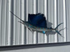 54 inch sailfish fish mount for sale