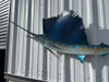 54 inch atlantic-sailfish fish mount for sale