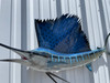 54 inch atlantic-sailfish fish mount for sale 54 inch atlantic-sailfish fish mount for sale