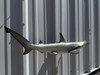 In Stock 30 Inch Bonnethead Shark Mount - Flank View