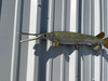 30 inch longnose gar fish replica