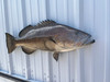 38 inch black grouper half mount reproduction