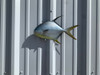 14 inch pompano half mount for sale