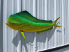 53 inch bull dolphin half sided mount green color