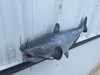 34 Inch Blue Catfish Fish Mount - Back View