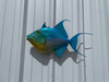 In Stock 24 Inch Queen Triggerfish Fish Mount - Side View