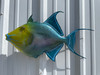 In Stock 24 Inch Queen Triggerfish Fish Mount - Side View