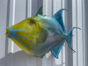 In Stock 24 Inch Queen Triggerfish Fish Mount - Head View