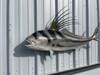 49 inch roosterfish fish mount for sale