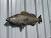 32 inch gag grouper half mount
