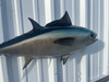 In Stock 32 Inch Blackfin Tuna Fish Mount - Flank View