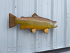 27 inch brown trout fish mount  for sale