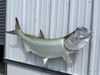 60 inch tarpon fish mount for sale