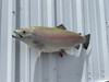 In Stock 27 Inch Rainbow Trout Fish Mount - Head View