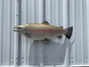 In Stock 27 Inch Rainbow Trout Fish Mount - Side View