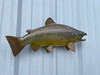 24 inch brown trout fish mount  for sale