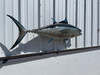 In Stock 52 Inch Bluefin Tuna Fish Mount Replica - Flank View