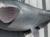 In Stock 31 Inch Blue Catfish Fish Mount Replica - Belly View
