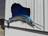72 Atlantic Sailfish Right Facing Full Wall Mount Replica - Head View