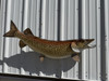 In Stock 48 Inch Northern Pike Fish Mount - Side View
