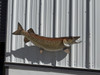 In Stock 48 Inch Northern Pike Full Mount Fish Replica