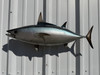 26 Inch Skipjack Tuna Full Mount - Side View