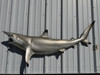 64 inch blacktip shark half mount reproduction