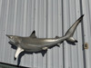 64 inch blacktip shark half sided mount